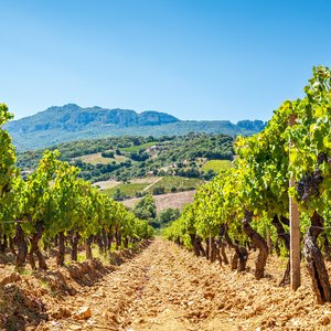 Sunny Sardinian Vineyard