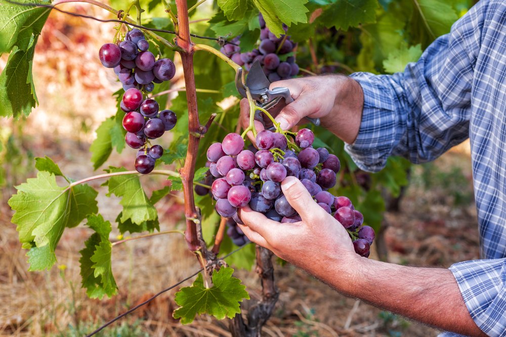 Harvesting Cannonau on Sardinia