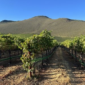 Beckstoffer Crimson Ridge Vineyard_Crimson Veil