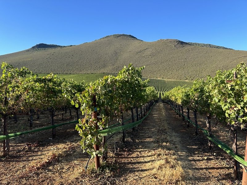 Beckstoffer Crimson Ridge Vineyard_Crimson Veil