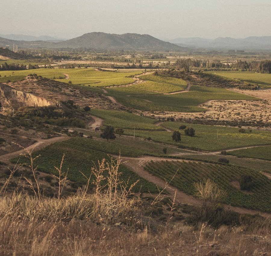 Chile Producer Listing