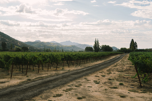 Beckstoffer Vineyard Georges III