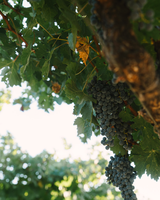 Beckstoffer Vineyard Georges III grapes