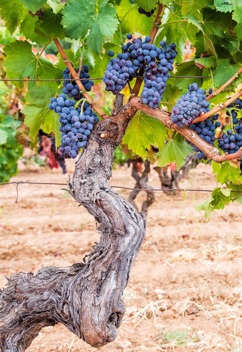 Cannonau grapes on an old vine